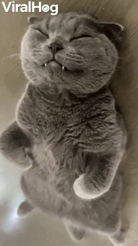 Cat GIF by ViralHog
