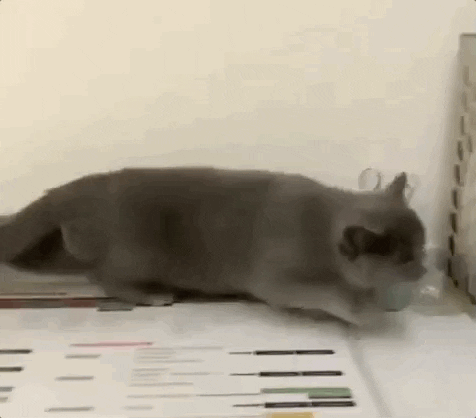 способности животных, милые животные, гифки с животными, смешные гифки с животными