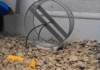 weird hamster running wheel