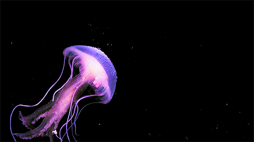 Moving to Australia - Blue and violet box jellyfish