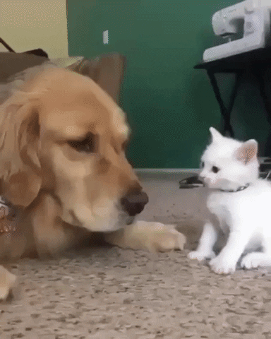 gatito blanco molestando a un Golden