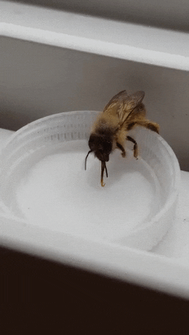 https://media.giphy.com/media/86Ox8vWNPTdLi/giphy.gif