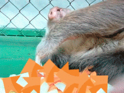 Sloth Eating GIF