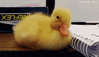 200w.gif