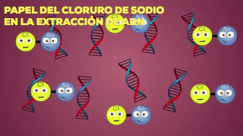 Adn Cloruro De Sodio GIF - Find & Share on GIPHY