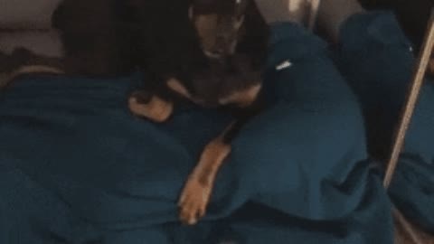 Dog park or bath gif Dog park or bath gif