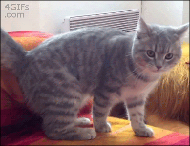 When Cat Fail they Fall - Laugh You Lose Funny Cat fails Gifs