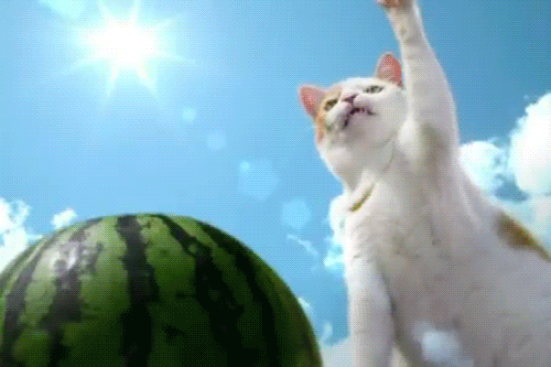 cat beach watermelon paw summer