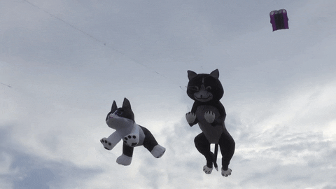 Kites GIF - Find & Share on GIPHY