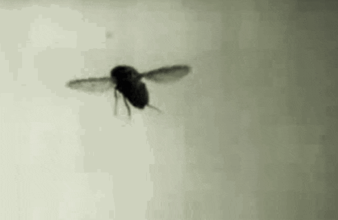 Slow Motion Fly GIF - Find & Share on GIPHY