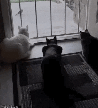 способности животных, милые животные, гифки с животными, смешные гифки с животными