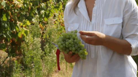 Wine Grapes GIF - Find & Share on GIPHY