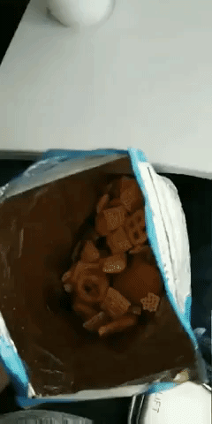 Dog and Food relation in funny gifs