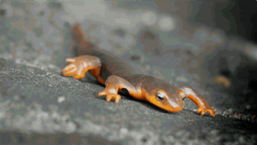 Newts GIFs - Find & Share on GIPHY