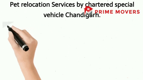 Animal Transport Services Chandigarh for pet relocation