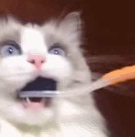 Mačka si umiva zobe