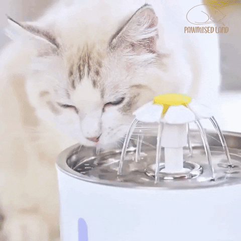 drinking water fountain