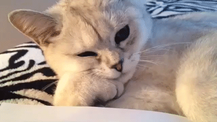 Gif of cat reading a textbook! 