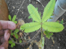 woahdude plant sweden mimosa pudica