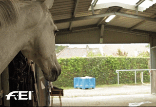 Horse Hello GIF by FEI Global