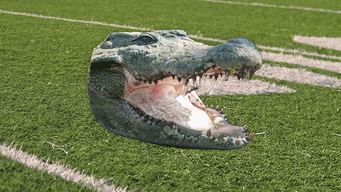 Florida Gators Dog GIF by University of Florida