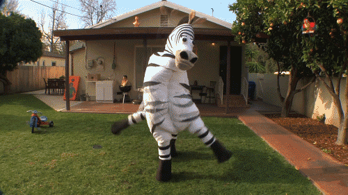 Image result for dope zebra gif