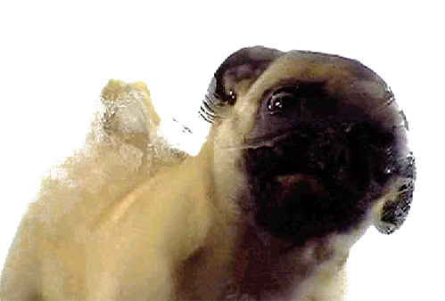 Pug Stickers - Find & Share on GIPHY