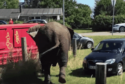 Car Elephant GIF - Find & Share on GIPHY