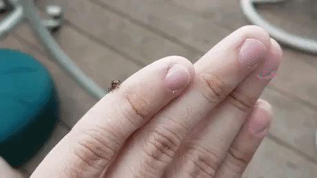 Jumping Spider in funny gifs