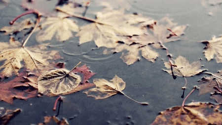 autumn water fall fallen leaves