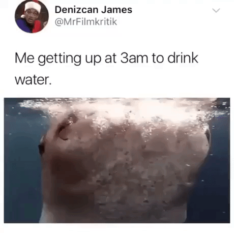 Drinking water at 3AM in animals gifs