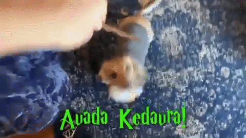 Animated GIF - Find & Share on GIPHY