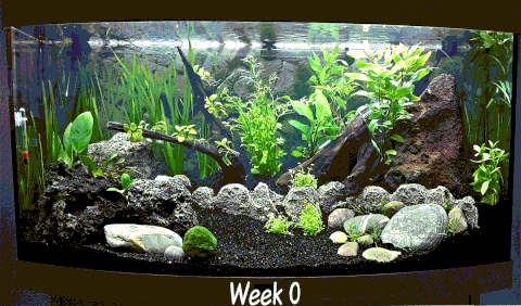 virtual aquarium gif virtual aquarium gif