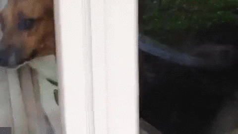 Dog Window GIF