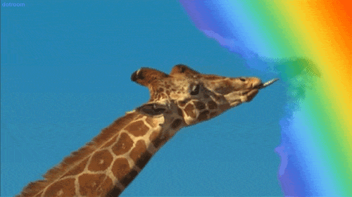 Giraffe tasting a rainbow
