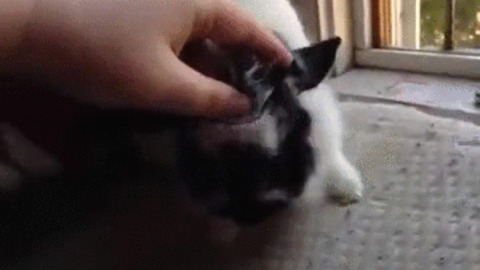 Cute best Gif