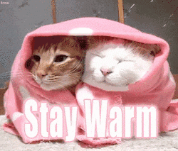 cats getting warm with a blanket