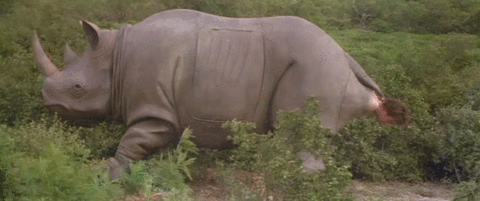 Rhino GIF