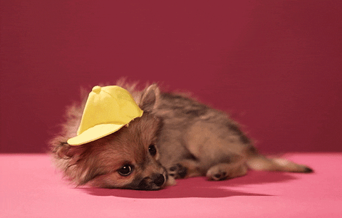 Dog Puppy GIF - Find & Share on GIPHY