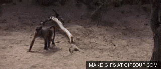 giphy.gif