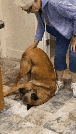 Give me scratches hooman in dog gifs