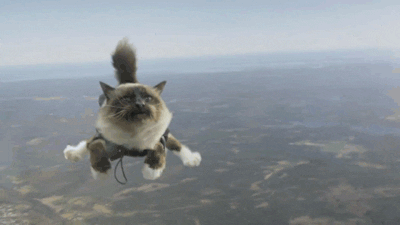 Cat Skydiving GIF - Find & Share on GIPHY