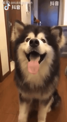 Asian Dogs Are Smart in animals gifs