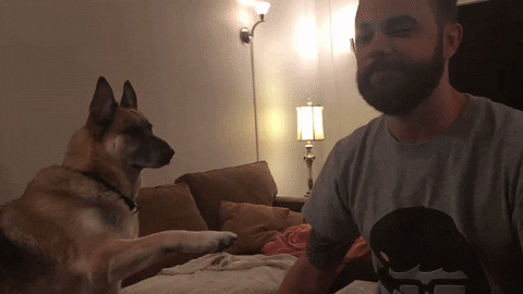 Dog Taps Hooman. Doesn't Want to Hold Hands Prank