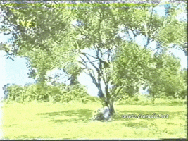 Tomislav Ivčić — Maslina je neobrana ( Olive Isn’t Harvested)