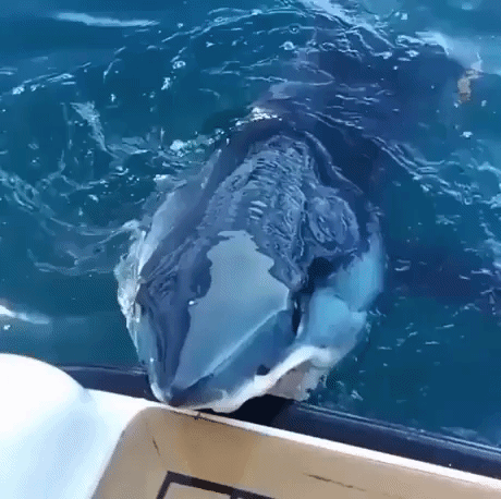 shark tried to eat boat in animals gifs