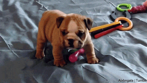 Bulldog Puppy GIFs Find & Share on GIPHY