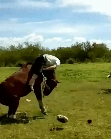 One Angry Horse in fail gifs