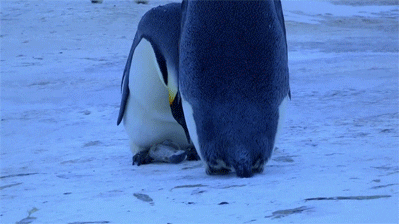 Penguin Grieving GIF