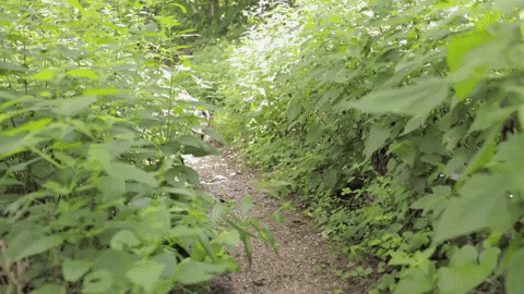 Chien affectueux – témoignage